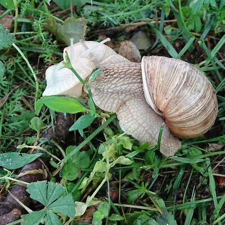 Pod Vápenkami Skalica