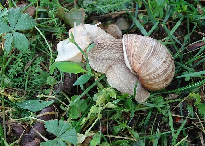 Pod Vapenkami Skalica